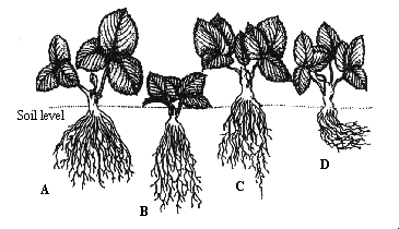 Strawberry Planting